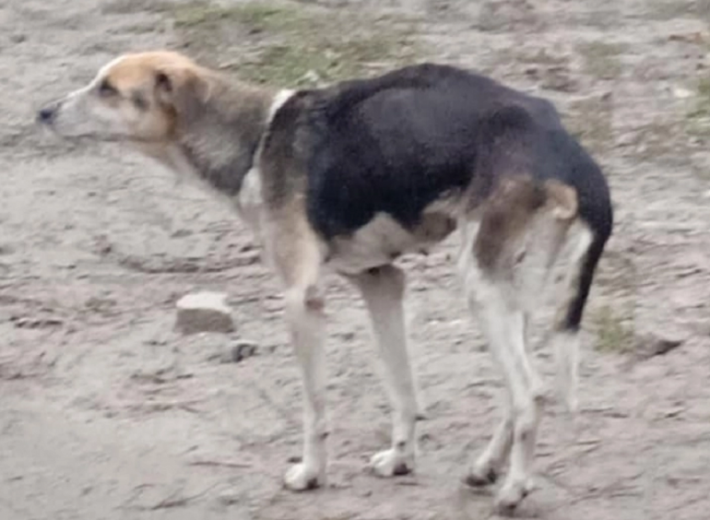 Зиму не переживет - в Мелитополе ищут хозяев измученной собаке (фото)