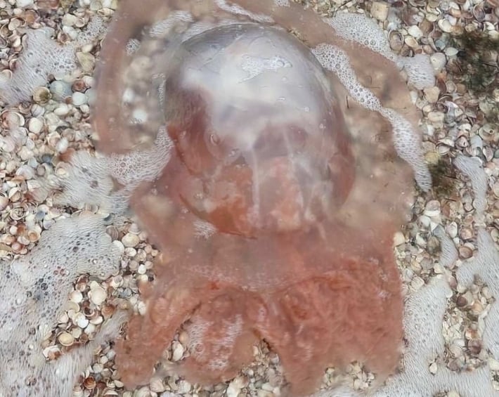 В Кирилловке заметили медуз необычного цвета (фото)