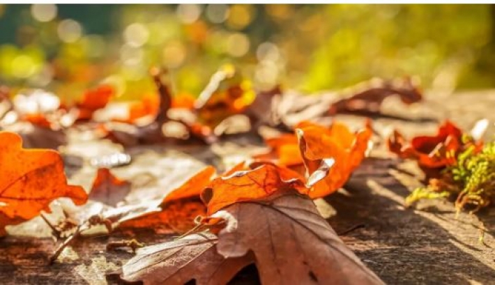 Як можна використати опале листя на дачній ділянці