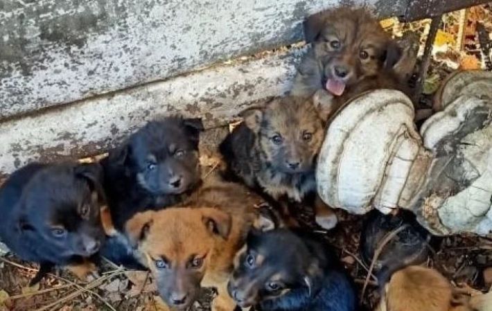 В Мелитополе восемь маленьких щенят рискуют погибнуть под колесами авто