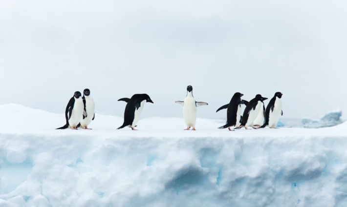 Климат меняется? Антарктического пингвина занесло в Новую Зеландию