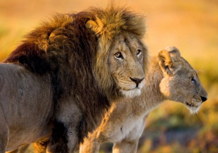 В зоопарке женщина залезла в вольер и призналась льву в любви