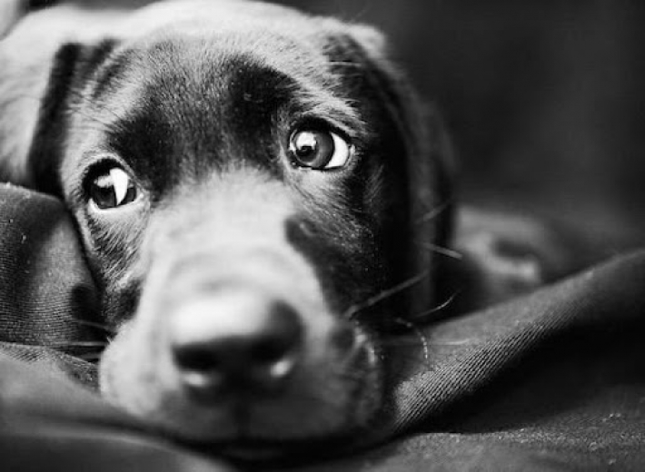 Морили голодом и избивали: в Запорожье будут судить хозяев собак
