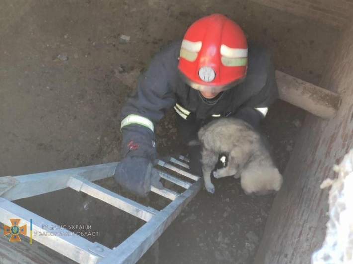 В Запорожской области спасатели достали щенка, упавшего в яму