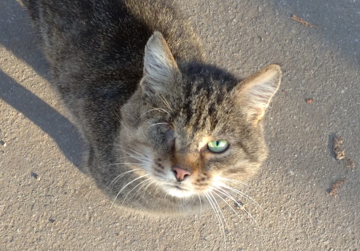 В Мелитополе нужно помощь коту без глаза со сломанным хвостом
