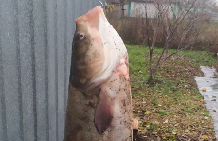 В Украине рыболов поймал 37-килограммового "монстра": фото
