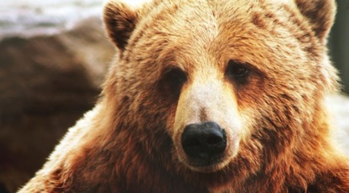 Медведь в магазине использовал санитайзер для рук, но аккуратному клиенту все равно не рады: видео