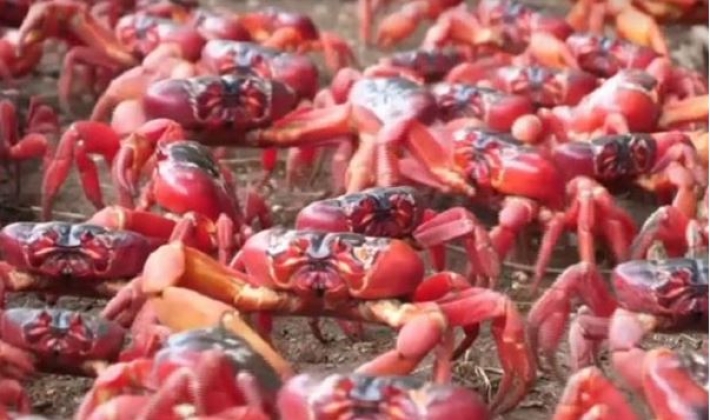 Остров Рождества заполнили миллионы красных крабов (видео)