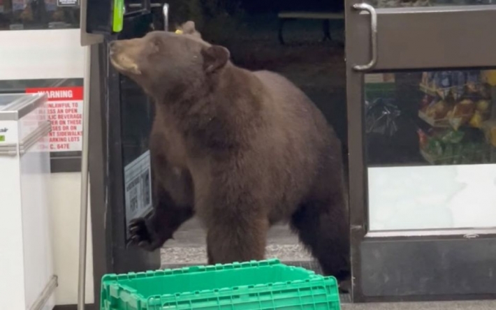 В США медведь ворвался в супермаркет и на входе воспользовался антисептиком: забавное видео