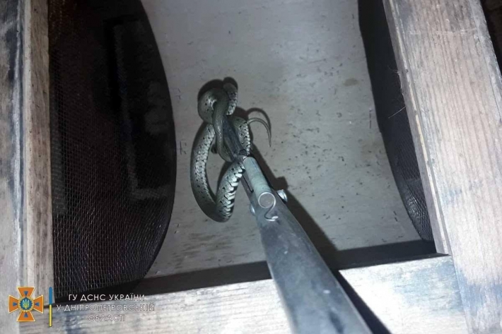 Плюс одна фобия: в Днепре метровая змея залезла в жилой дом и спряталась, фото