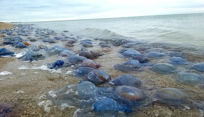 Медузы из Азовского моря сбежали в Черное (фото)