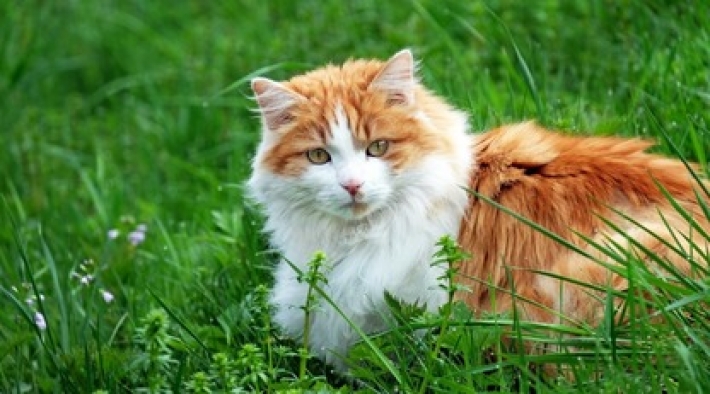 В США живет самый старый кот в мире - рыжему красавцу уже 26 лет