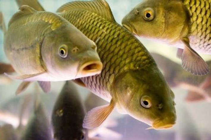 Под Запорожьем в водоем выпустят почти 10 тонн рыбы (видео)