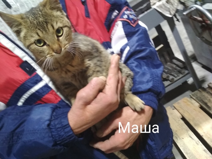 До понедельника усыпят - в Мелитополе срочно ищут хозяев котам (фото)