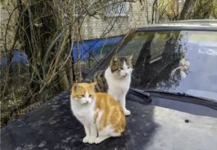 В Мелитополе парочка котов "оккупирует" автомобили (фото)