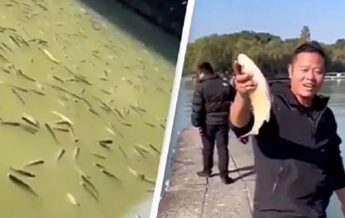 В Китае тысячи "пьяных" рыб всплыли в озере (видео)