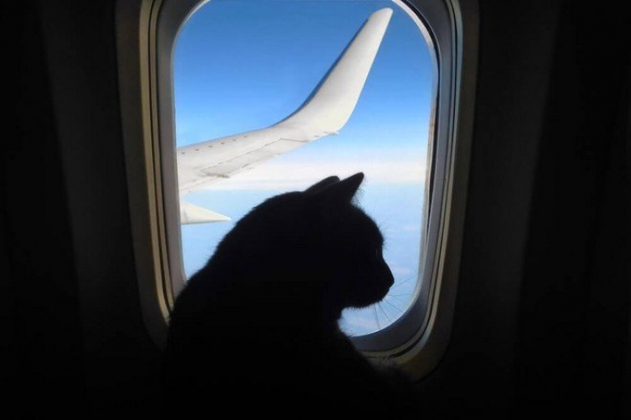 Пассажирка покормила грудью кота в самолете
