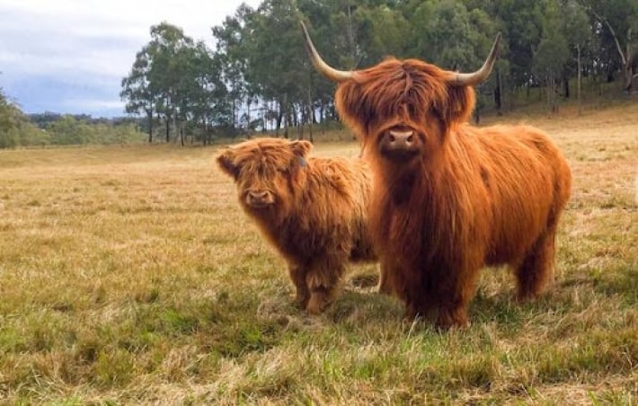 В зоопарк в Мелитополе привезли пушистых шотландских коров (фото)