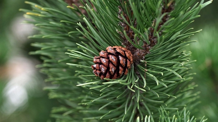Стало известно, почем в этом году елки в мелитопольском лесхозе будут продавать