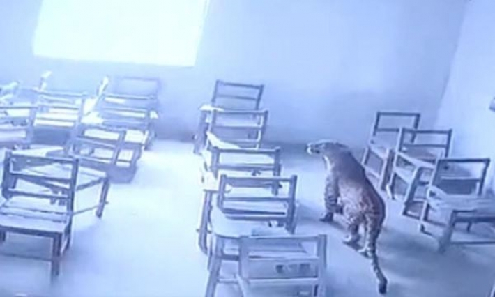 В Индии леопард забрался в школу и ранил ученика (видео)