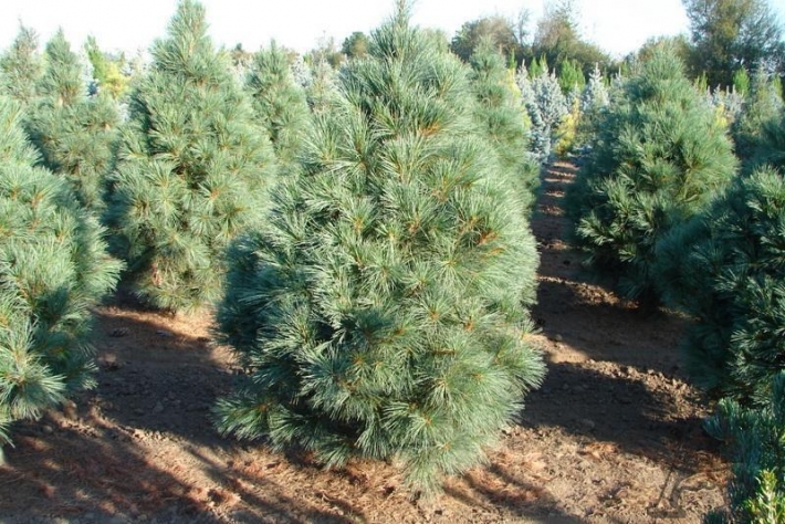 В Мелитопольском лесхозе можно купить новогоднюю елку с гарантией - что для этого нужно