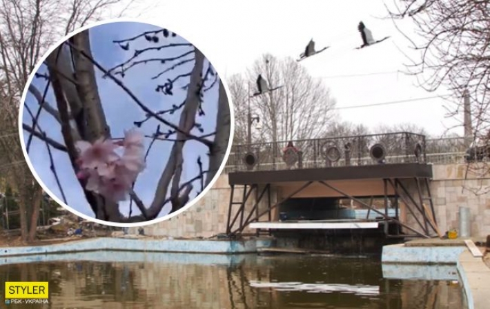 В Одессе в начале декабря зацвела сакура: захватывающее видео аномалии