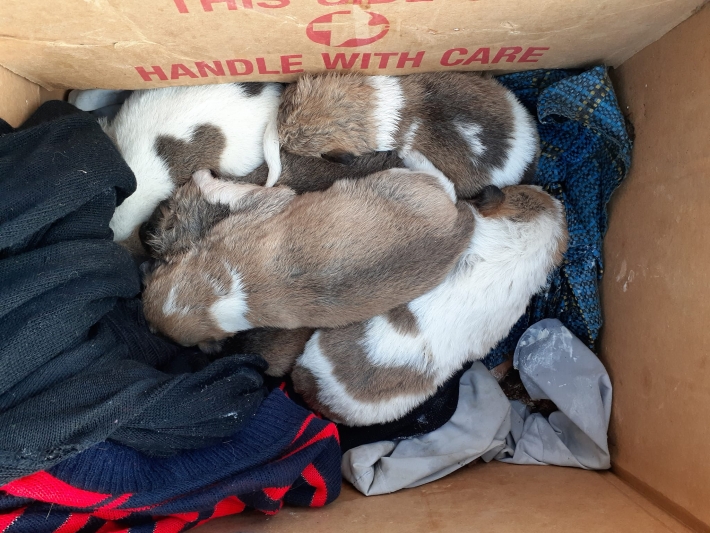 В Мелитополе выбросили умирать маленьких щенков (фото)