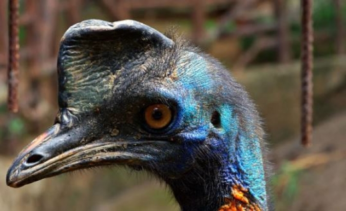 Австралієць був шокований несподіваним візитом найнебезпечнішого птаха світу