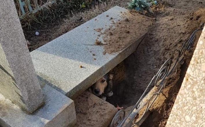 Под Мелитополем собака выкопала яму щенкам в могиле (фото)