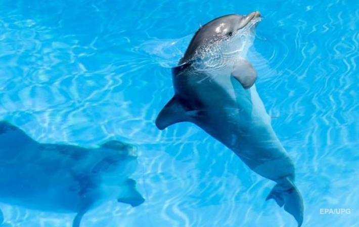 В России завели дело из-за перевозки дельфина в Украину