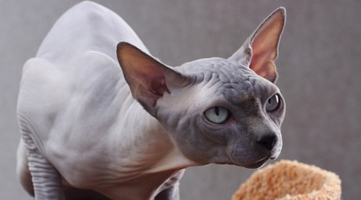 Из-за редкой генетической мутации кот стал мускулистым, как бодибилдер - фото
