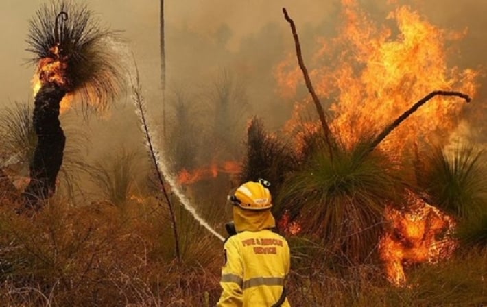 В Австралии вспыхнули лесные пожары (видео)