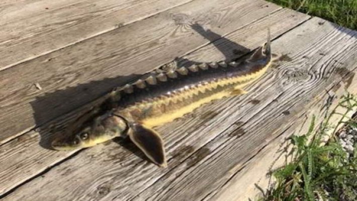 В Запорожской области в сетях обнаружили краснокнижную рыбу