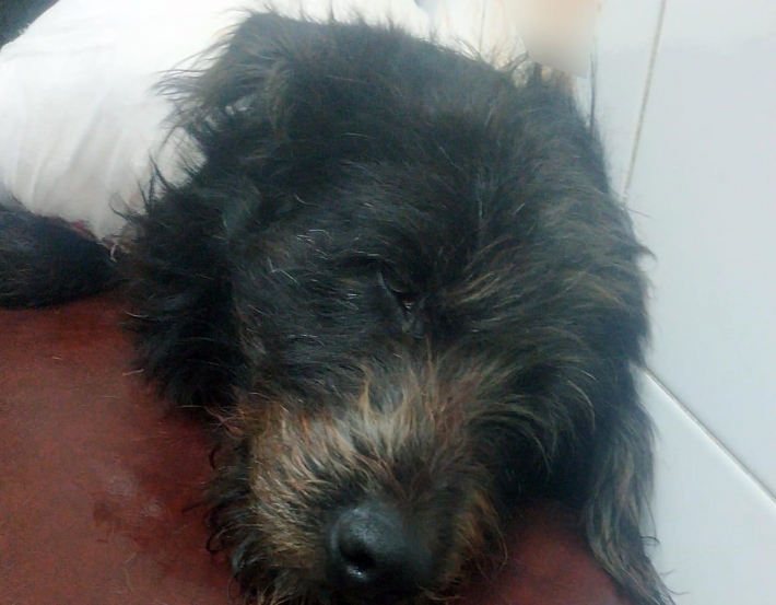 В Запорожье открыли уголовное дело на живодера, изрезавшего собаку