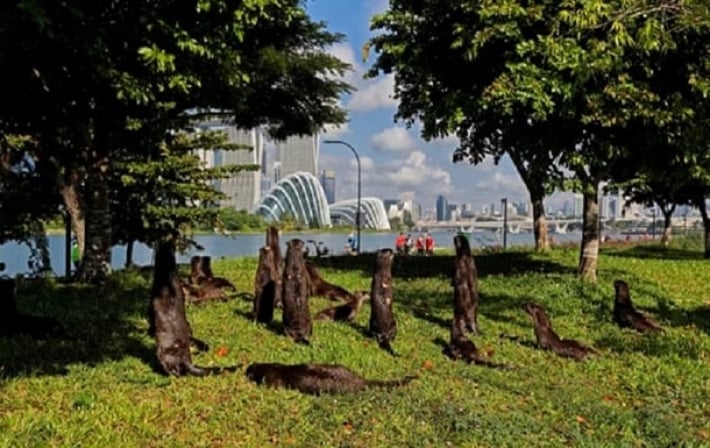 Стая выдр чуть не загрызла британца в парке Сингапура