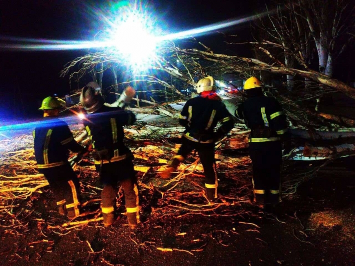 В Мелитополе автомобиль врезался в рухнувшее дерево - спасатели рассказали подробности происшествия (фото, видео)