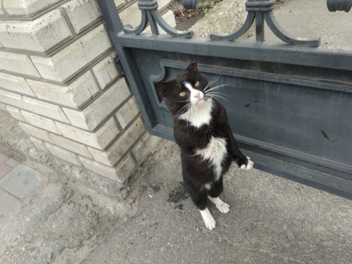 В Мелитополе покалеченный кот ходит на задних лапах (фото)