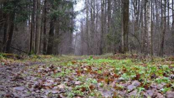 В лесополосе под Днепром нашли труп, завернутый в ковролин