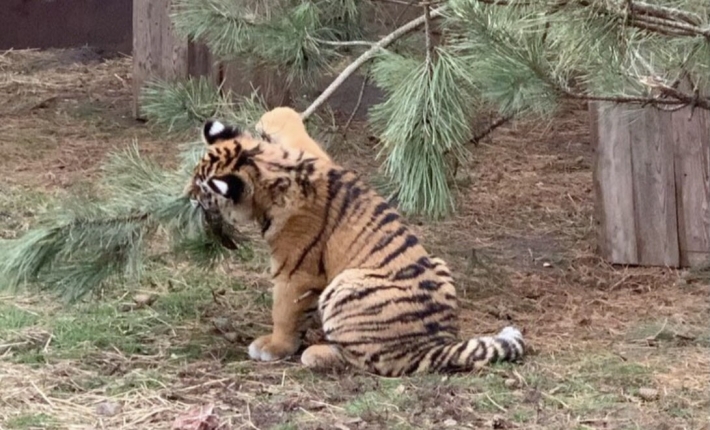 В Мелитополе в зоопарке тигрята готовятся к Новому году (видео)