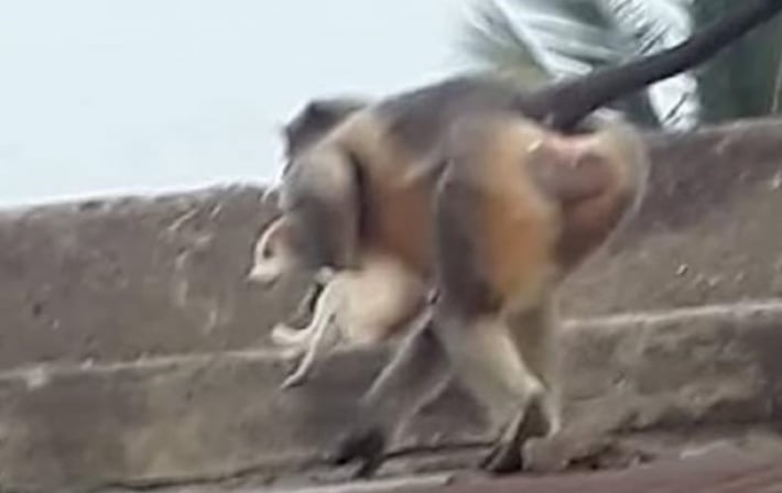 В одном из сел Индии обезьяны убили 250 собак (видео)