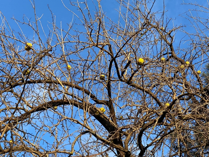 В Мелитополе в парке прохожих удивили необычные плоды на дереве (фото)
