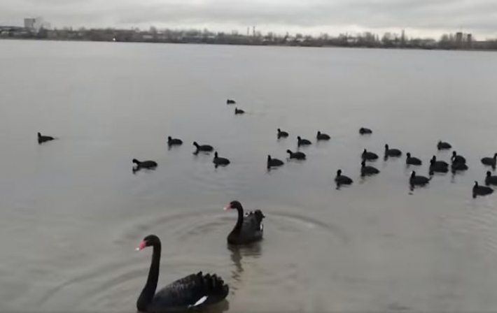 В Киеве на озеро прилетели черные лебеди (видео)