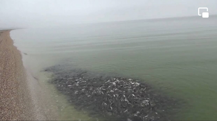 В Молочном лимане местные жители наблюдали «фонтан» из рыбы (видео)