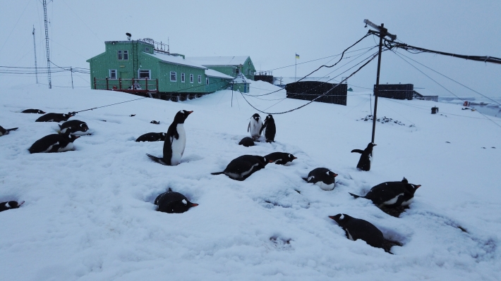 Мелитопольца в Антарктиде завалило снегом - высота сугробов под 3 метра
