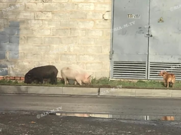 Курьезы. В Мелитополе вместе с бродячими собаками по улице бегают свиньи (фото)