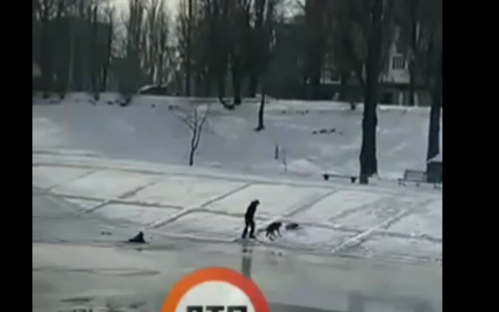 В Киеве собака бросилась в ледяную воду, чтобы вытащить тонущего парня: видео