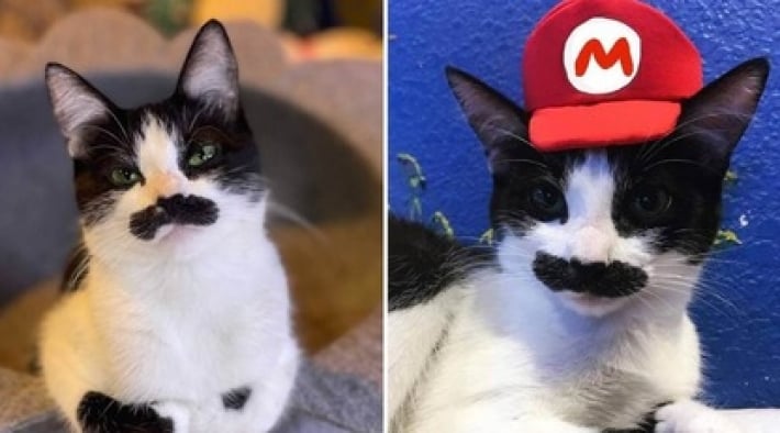 Кошка стала звездой сети благодаря необычным усам - с ними она похожа на Супер Марио