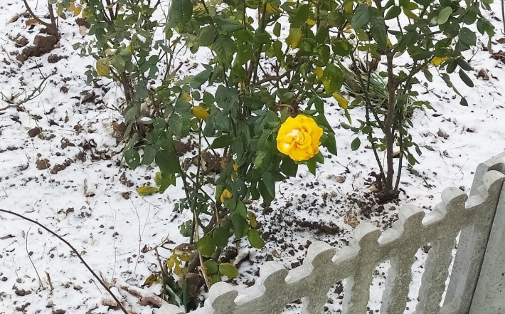 В Мелитополе и в мороз минус десять цветут розы (фото)