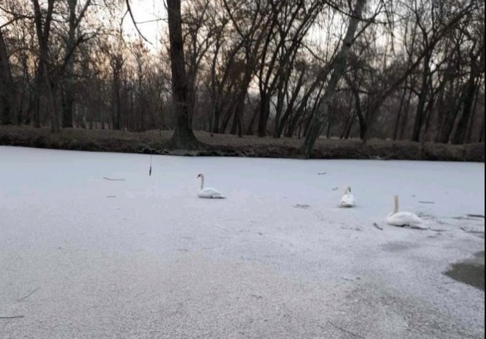 В запорожском парке "Дубовая роща" лебеди вмерзли в лед (фото)