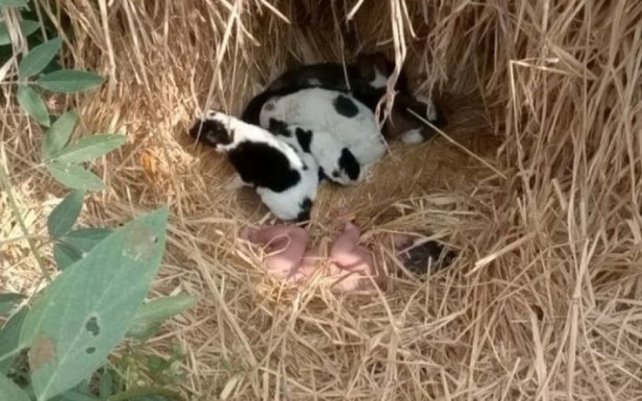 "Это чудо": заброшенного новорожденного ребенка спас помет щенков, которые согревали малыша всю ночь в поле